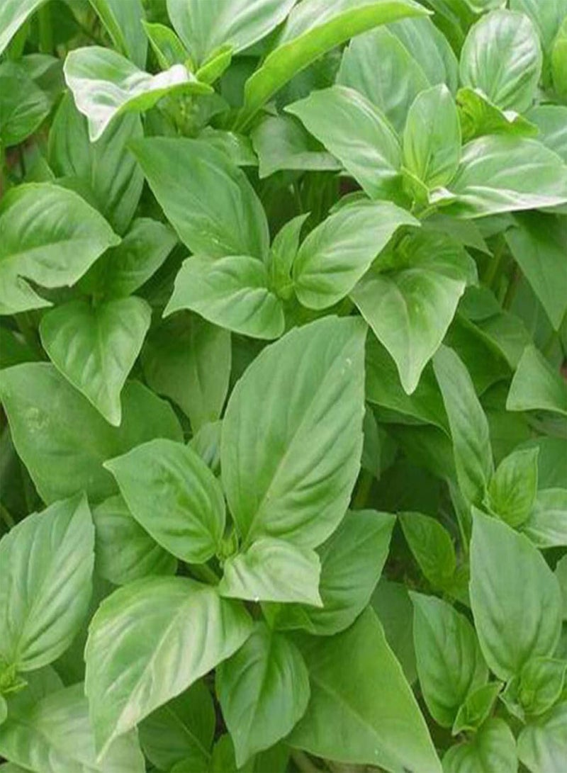 جي جوت نباتات زهور الحديقة الخضراء - 100 قطعة من بذور عشبة الريحان الحلو من جينوفيز أوسيموم باسيليكوم، نباتات حديقة صالحة للأكل - Image 1