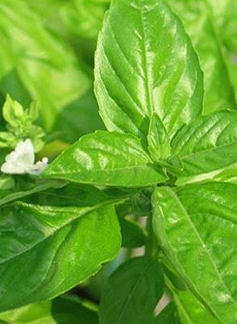 جي جوت نباتات زهور الحديقة الخضراء - 100 قطعة من بذور عشبة الريحان الحلو من جينوفيز أوسيموم باسيليكوم، نباتات حديقة صالحة للأكل - Image 3