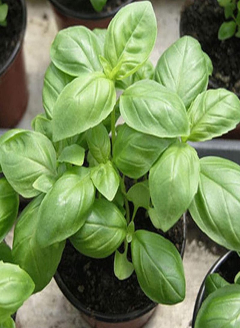 جي جوت نباتات زهور الحديقة الخضراء - 100 قطعة من بذور عشبة الريحان الحلو من جينوفيز أوسيموم باسيليكوم، نباتات حديقة صالحة للأكل - Image 5