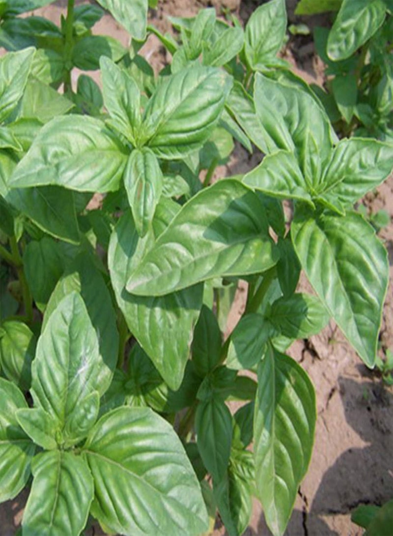 جي جوت نباتات زهور الحديقة الخضراء - 100 قطعة من بذور عشبة الريحان الحلو من جينوفيز أوسيموم باسيليكوم، نباتات حديقة صالحة للأكل - Image 4