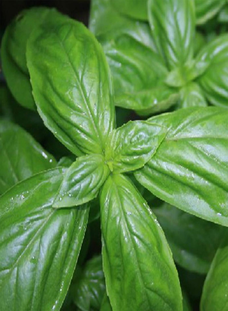 جي جوت نباتات زهور الحديقة الخضراء - 100 قطعة من بذور عشبة الريحان الحلو من جينوفيز أوسيموم باسيليكوم، نباتات حديقة صالحة للأكل - Image 2