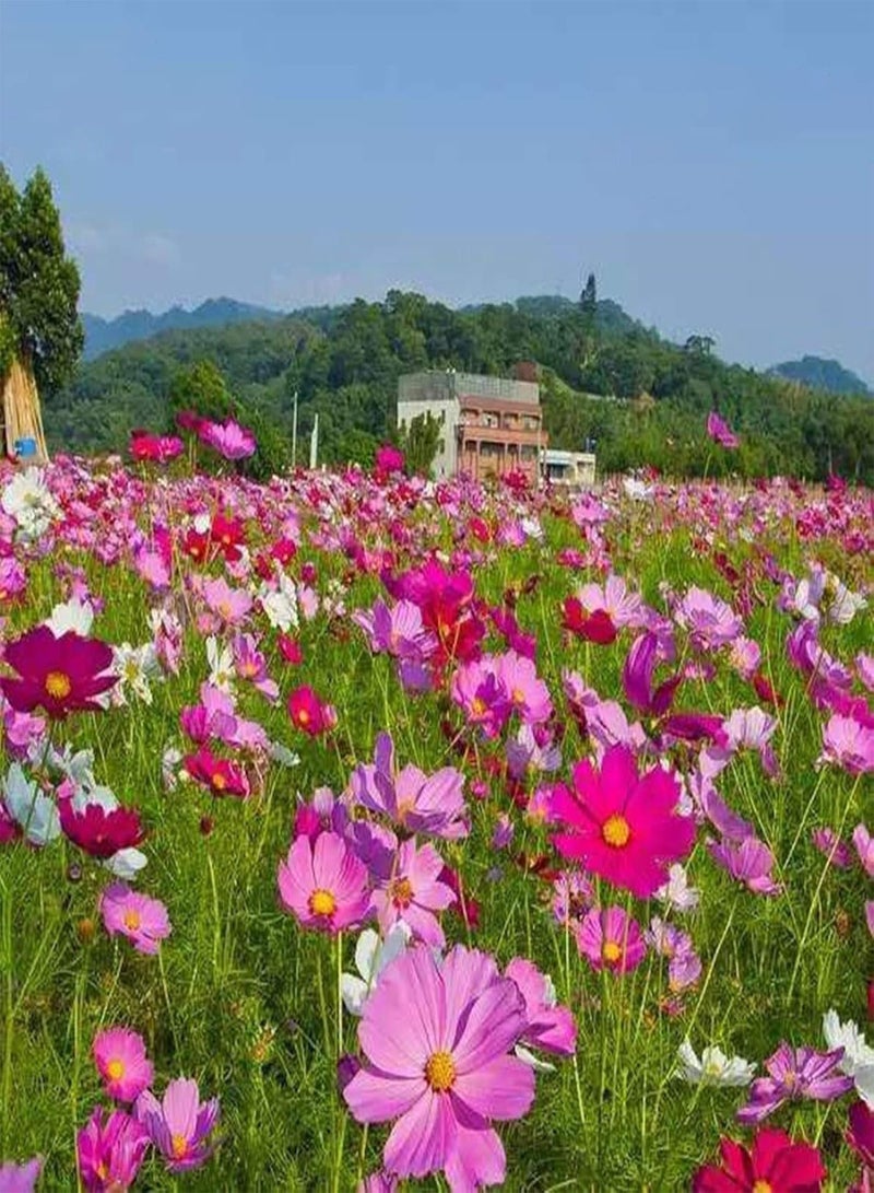 GGOOT 10 Bags Garden Seeds for Planting, Aesthetic Easy to Grow Colorful Mixed Flower Seeds for Yard Easy to Plant,Gardening,Home Decor - Mixed Flower Seeds - Image 2