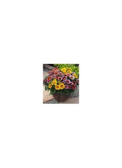 GROW Gazania Flower seeds al-fajr  - Image 1