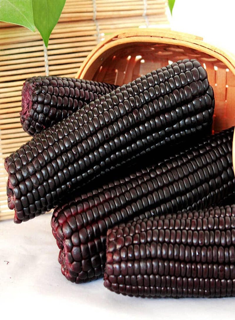 جي جوت 15 قطعة من بذور الذرة السوداء النادرة، محاصيل الخضراوات الطبيعية المزروعة في مزرعة الحديقة، ديكور بستاني فريد له قيمة زخرفية - Image 2