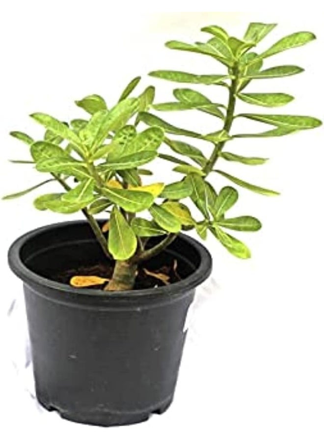 DUBAI GARDEN CENTRE نبات الورد الصحراوي أدينيوم أوبسوم من مركز دبي للحدائق