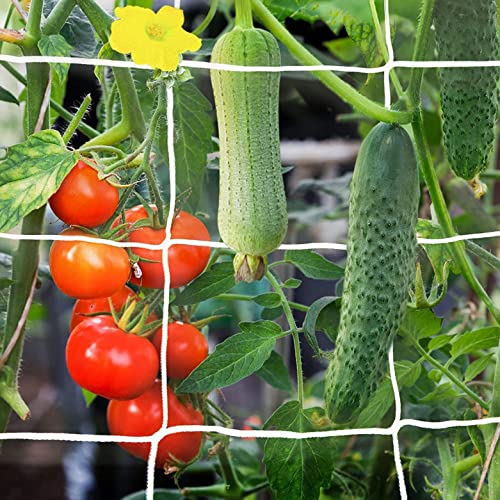 WNE Jaliwale Plant Climbing net & Creeper Net & Plant Trellis Net Plant Support Net White Color for Agriculture and Gardening Net - 6Feet x 3Feet - Image 1