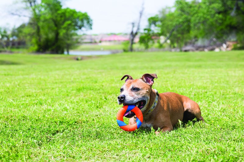 Chuckit! Ring Chaser (Ultra Ring) - Image 2