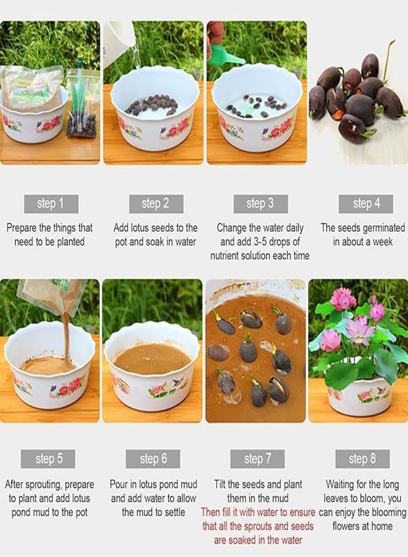 GGOOT 20Pcs Mixed Color Lotus Flower Seeds – Beginner-Friendly Water Lily Seeds for Pond & Kitchen Garden – Multicolor Water Lotus Planting Kit (Pack of 1)  - Image 2