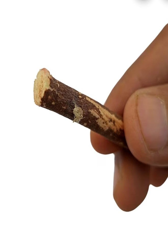 RBLISS CG Natural Zaitoon Miswak Olive Herbal Miswak Toothbrush | Eco Friendly Chewing Sticks |FOR Healthy Teeth Toothbrush| Black Olive Miswak - Zaytoon (Pack of 10) - Image 4