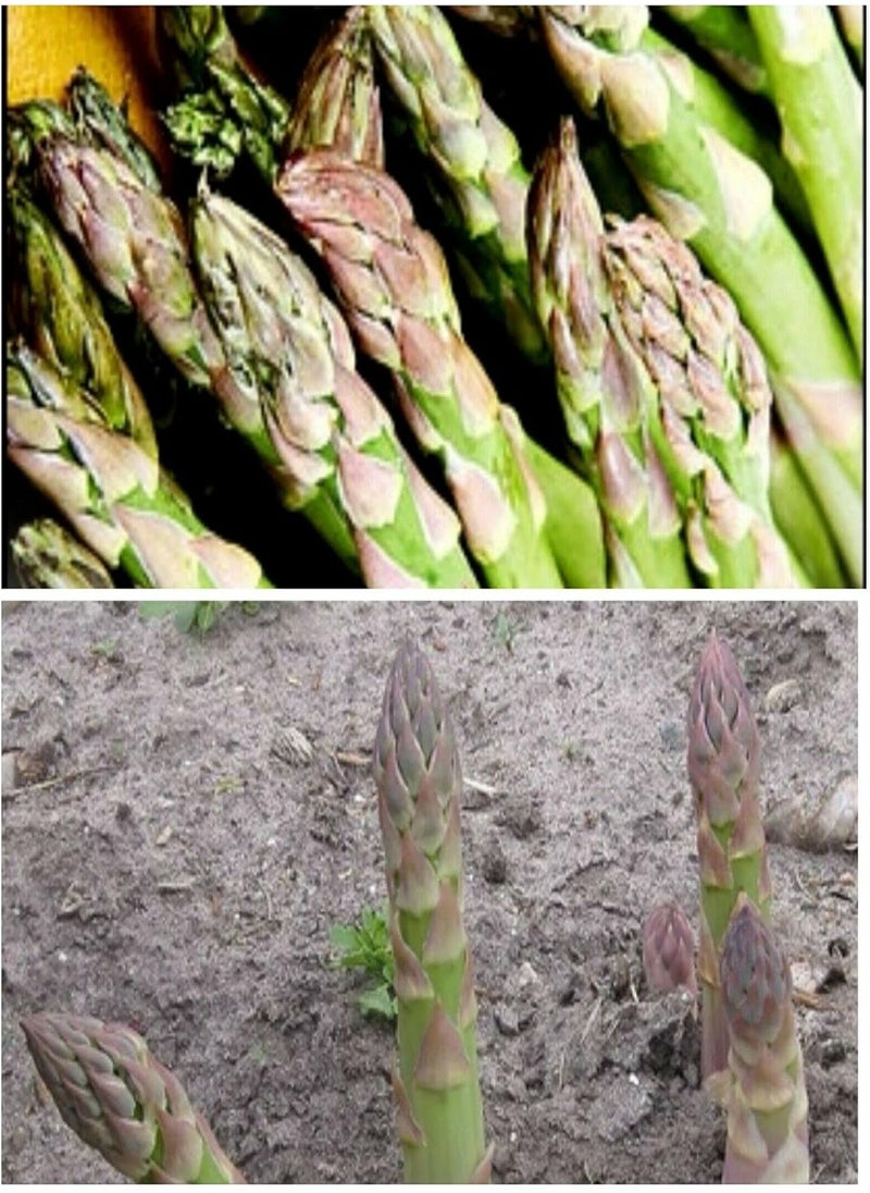 GGOOT Delicious Asparagus, Asparagus Officinalis by Heavy Torch, 20 Seeds 