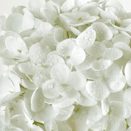 Coferset 3pcs White Lifelike Hydrangea Artificial Flowers 22inch Real Touch Faux Hydrangea Flower Stem for Home Party Wedding Floral Filler Arrangements Ceterpieces Bouquets - Image 3