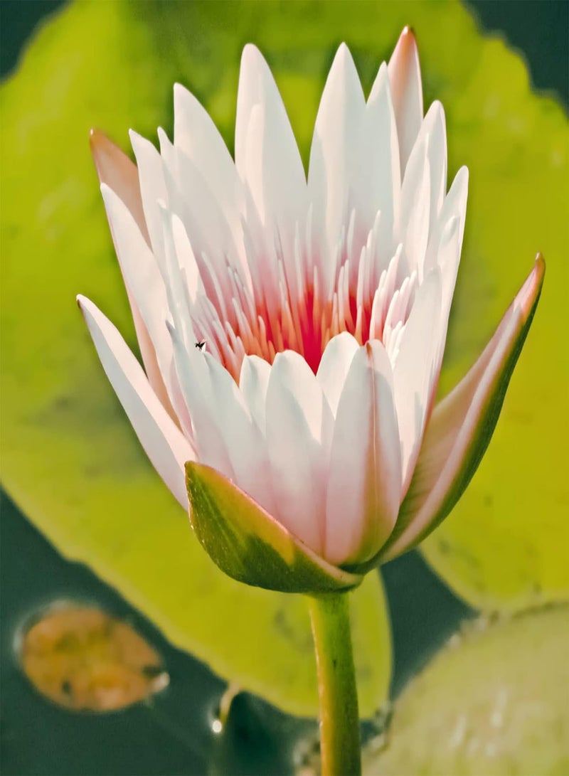 GGOOT Water Lily Seeds.Ornamental Flowers. Suitable for hydroponics.Beautiful Large Flowers.-70 PCS,3