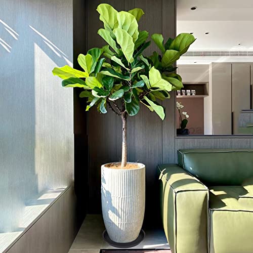 Bleuhome 6 Pack 10 inch Plant Saucer, Heavy Duty Plastic Plant Saucers 10 inch Round, Durable Plant Tray for Pots, Flower Saucers for Indoors, Plant Pot Saucers, Trays for Planter 8"/9"/10" (Black) - Image 3