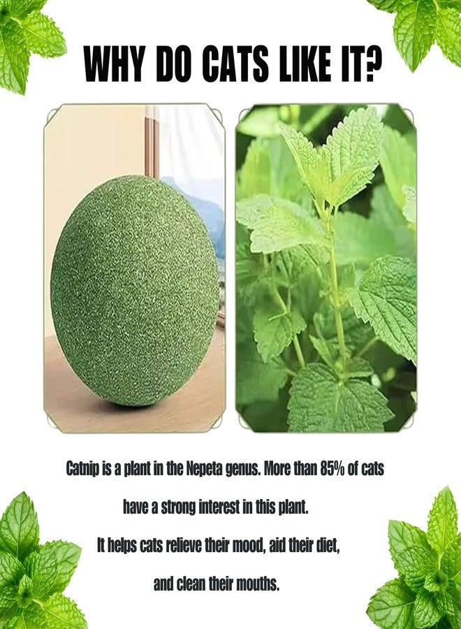 PET FUN لعبة كرات النعناع البري من بيت فن | مصاصات طبيعية بنكهة النعناع البري لتنظيف الأسنان والمضغ واللعق | نفس منعش ومرح للقطط والقطط الصغيرة (عبوة من قطعتين) - Image 4