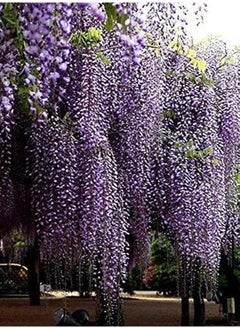 100Pcs Wisteria Seeds