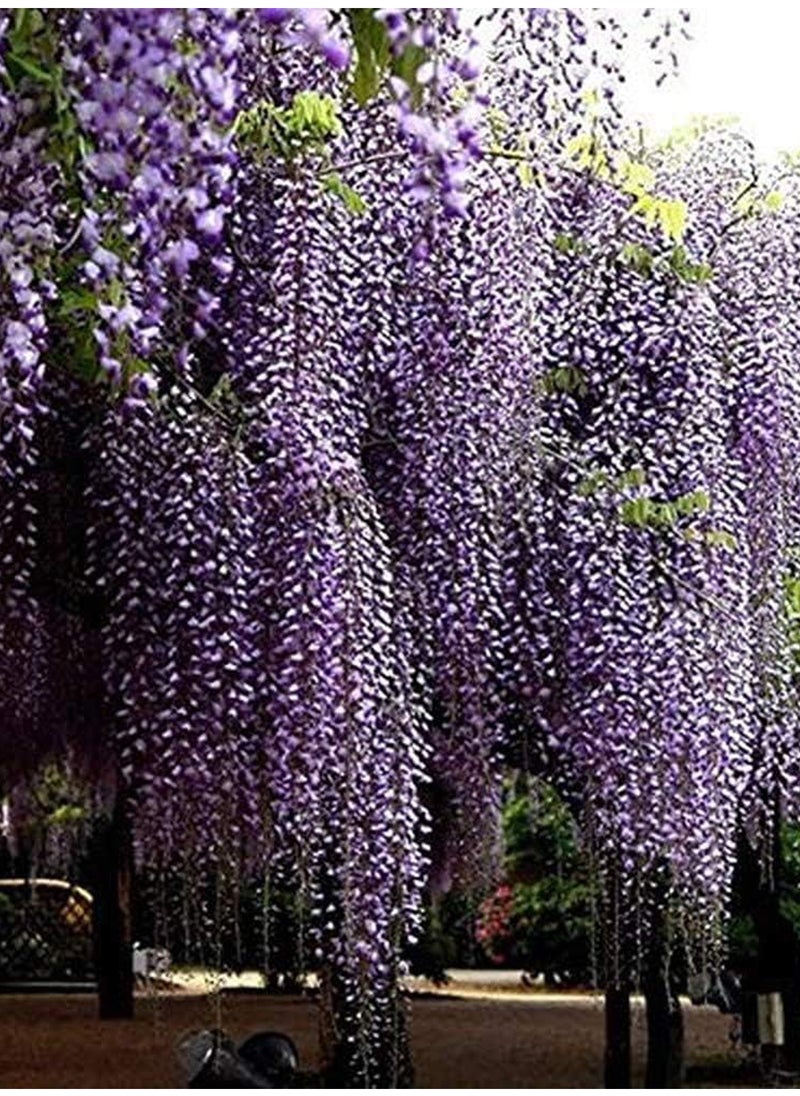 GGOOT - 100Pcs Wisteria Seeds - Image 1