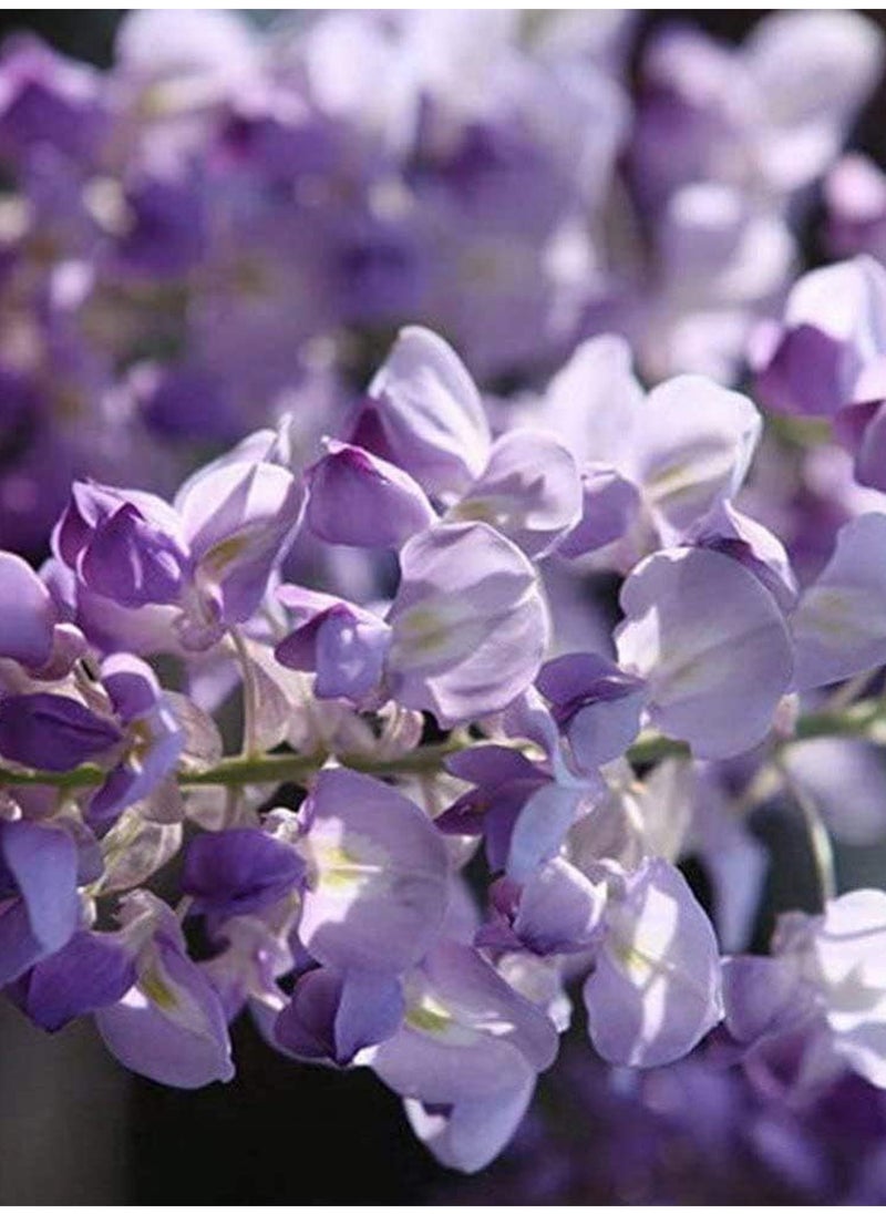 GGOOT - 100Pcs Wisteria Seeds - Image 1