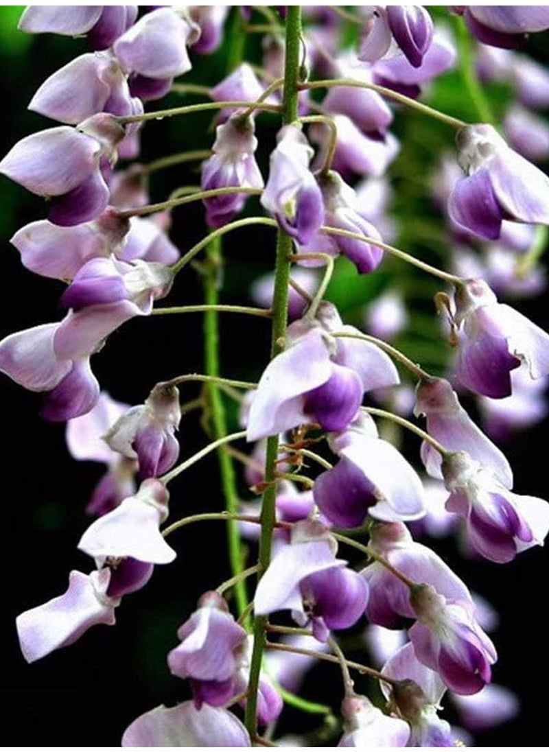 GGOOT - 100Pcs Wisteria Seeds - Image 1
