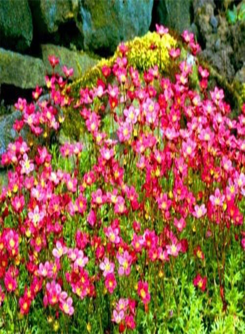 GGOOT 100 Seeds of Saxifrage Rose Robe Rockery Perennial Flower (Saxifraga Arendsii) - Image 1