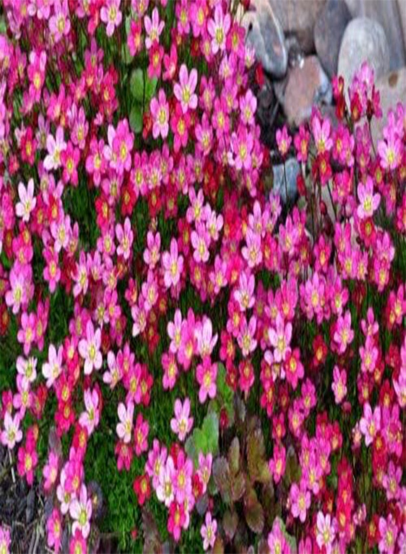 GGOOT 100 Seeds of Saxifrage Rose Robe Rockery Perennial Flower (Saxifraga Arendsii) - Image 2