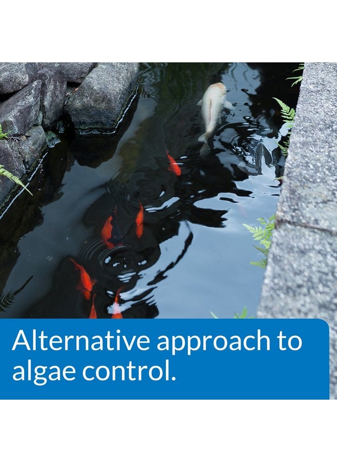 ايه بي آي API PONDCARE MICROBIAL ALGAE CLEAN مثبط بيولوجي للمياه الخضراء، نهج بديل لمكافحة الطحالب، زجاجة سعة 16 أونصة  - Image 4
