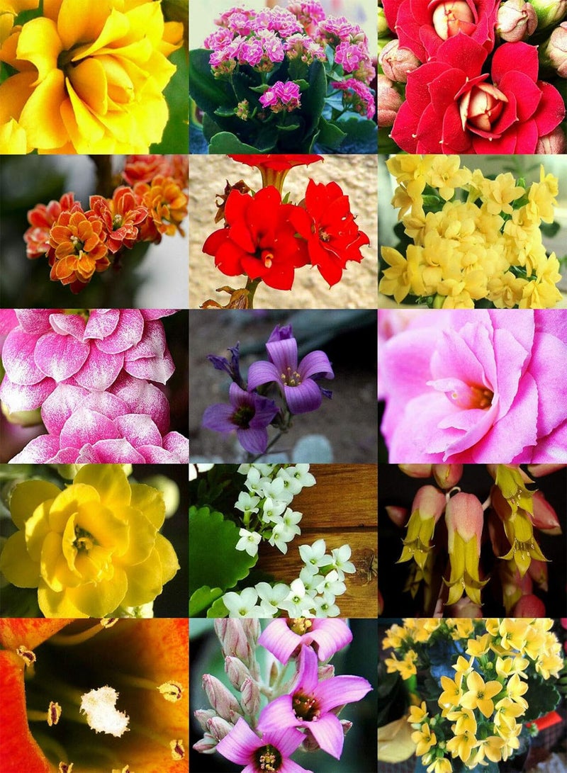 GGOOT Flowering KALANCHOE Mix Rare Plant Exotic Cactus Flower Succulents Seed 50 Seeds