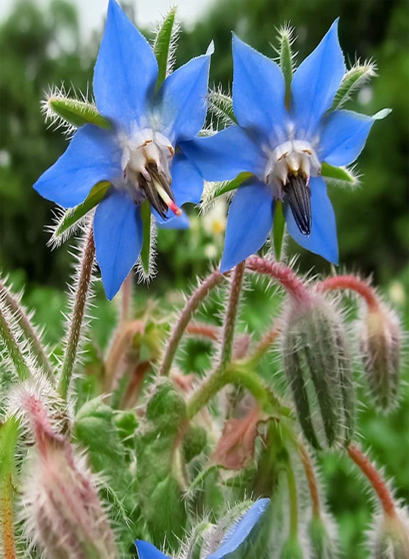 GGOOT seeds 50 UK Borage Kitchen Herb Seeds for Planting & Growing Self Seeding Starflower - Image 1