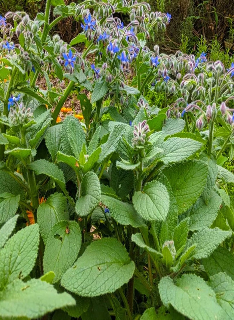 GGOOT seeds 50 UK Borage Kitchen Herb Seeds for Planting & Growing Self Seeding Starflower - Image 3