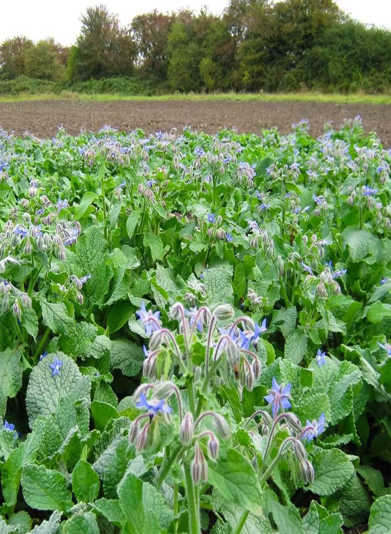 GGOOT seeds 50 UK Borage Kitchen Herb Seeds for Planting & Growing Self Seeding Starflower - Image 2