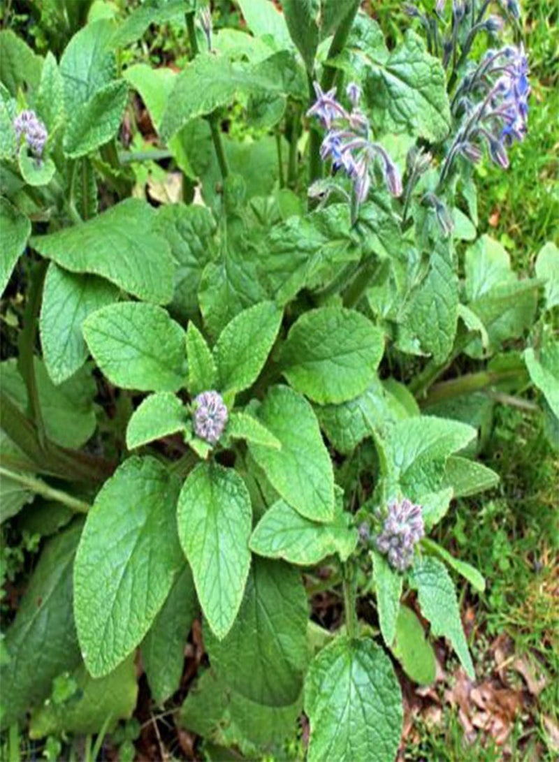 GGOOT seeds 50 UK Borage Kitchen Herb Seeds for Planting & Growing Self Seeding Starflower - Image 4