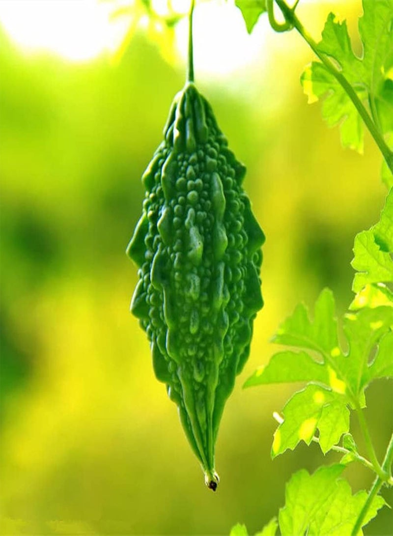 GGOOT 30Pcs Bitter Gourd Seeds for Outdoor Garden Planting Unique Fence Balcony Decoration Natural Green Vegetables Nutritious Delicious - Image 1
