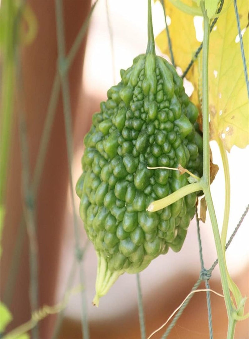 GGOOT 30Pcs Bitter Gourd Seeds for Outdoor Garden Planting Unique Fence Balcony Decoration Natural Green Vegetables Nutritious Delicious - Image 2