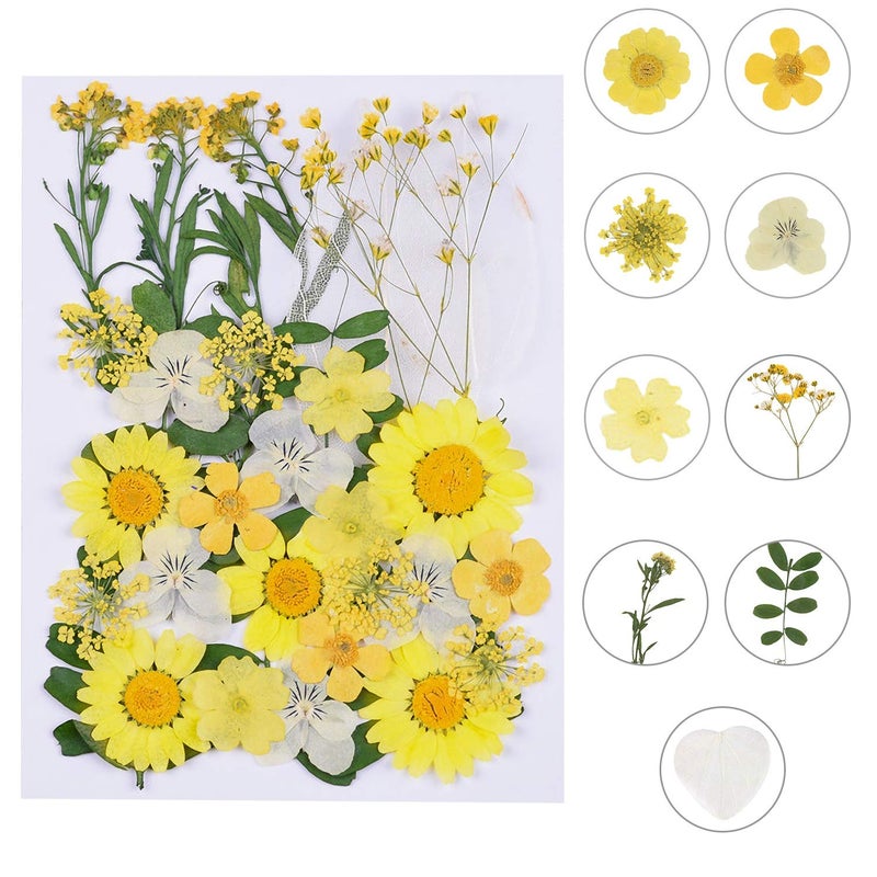 Augshy Augshy Dried Pressed Flowers  Real Natural Colorful Dry Flowers for Resin Jewelry Nail Art Craft DIY Yellow 