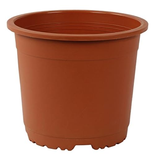 CAPPL Teracotta Sunrise Pot 19.5 cm (Pack of 12) - Image 1