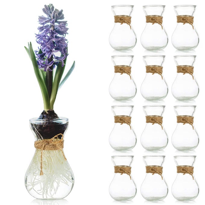 SMALL GLASS VASES FOR CENTERPIECES 12PCS CLEAR MINI HYACINTH AVOCADO GROWING BUD VASE BULK CUTE TINY FLOWER BULB FORCING PLANT CONTAINERS SET FOR WEDDING HOME LIVING ROOM TABLE DECORATIONS