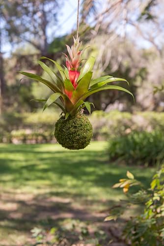 SuperMoss (29348) Kokedama Planter, 6", Fresh Green - Image 4