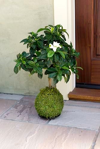 SuperMoss (29348) Kokedama Planter, 6", Fresh Green - Image 3