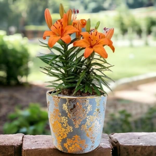 Fox & Fern Premium Imported Ceramic Planter for Vibrant Garden | Enhance The Ambiance of Your Home, Office or Garden (Dia. 5Inch) (GA133B-096-GG) - Image 3