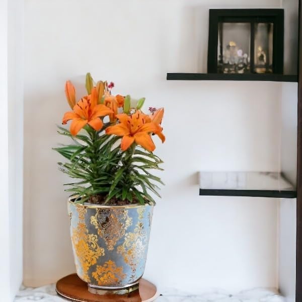 Fox & Fern Premium Imported Ceramic Planter for Vibrant Garden | Enhance The Ambiance of Your Home, Office or Garden (Dia. 5Inch) (GA133B-096-GG) - Image 2
