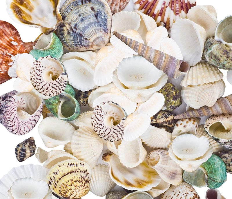 Famoby 80~85pcs Sea Shells Mixed Beach Seashells for Beach Theme Party Wedding Decorations DIY Crafts Candle Making Fish Tank Vase Fillers Home Decorations Supplies - Image 4