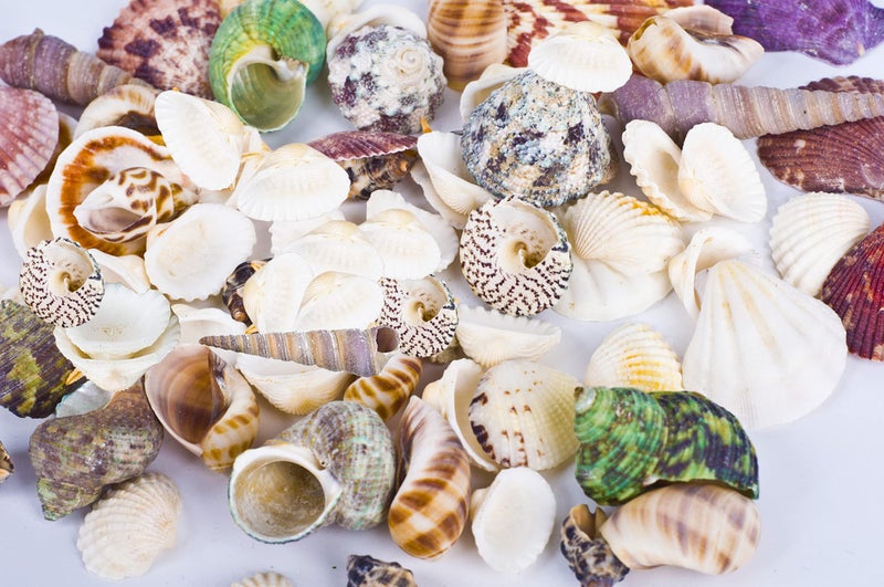 Famoby 80~85pcs Sea Shells Mixed Beach Seashells for Beach Theme Party Wedding Decorations DIY Crafts Candle Making Fish Tank Vase Fillers Home Decorations Supplies - Image 3
