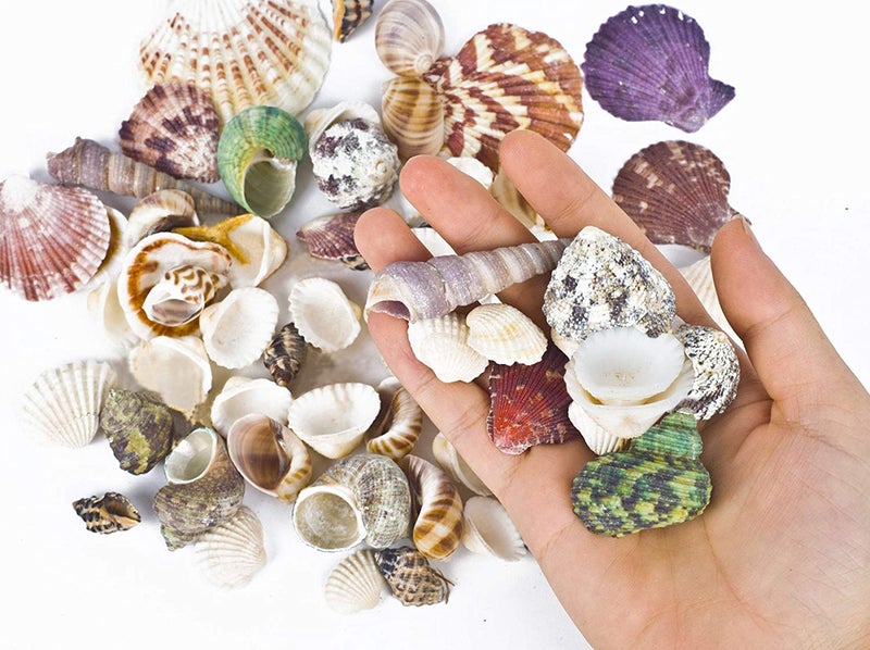 Famoby 80~85pcs Sea Shells Mixed Beach Seashells for Beach Theme Party Wedding Decorations DIY Crafts Candle Making Fish Tank Vase Fillers Home Decorations Supplies - Image 2