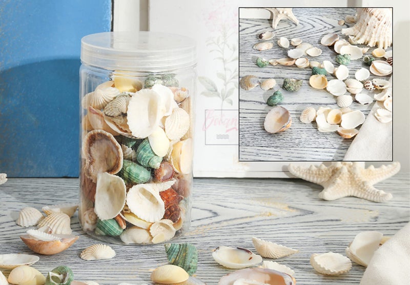 Famoby 80~85pcs Sea Shells Mixed Beach Seashells for Beach Theme Party Wedding Decorations DIY Crafts Candle Making Fish Tank Vase Fillers Home Decorations Supplies - Image 5