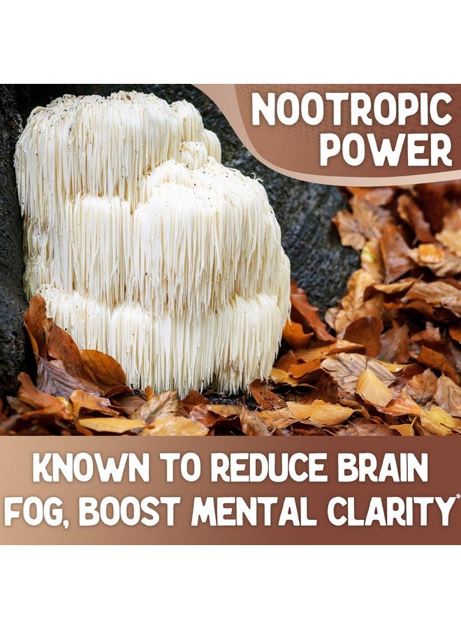 XPRS Nutra Organic Lions Mane Supplement Capsules - 180 Count (90 Day Supply) of Premium Lion's Mane Mushroom Capsules for Mental Clarity, Cognition and Immunity Lions Mane Powder Capsules - Image 3