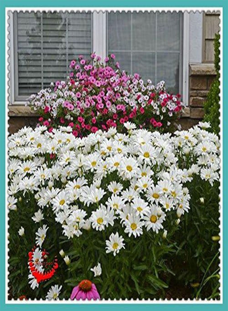 GGOOT 1 Package 400 Shasta Daisy Seeds Lower Seed Bonsai Plant Home Garden - Image 2
