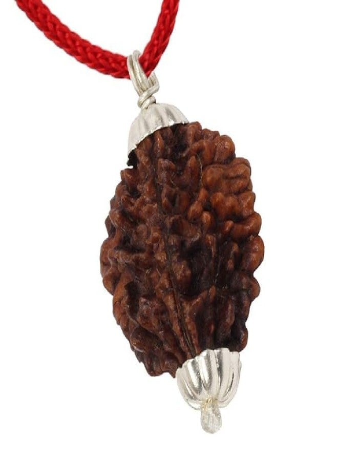 AARISH SAYA 2 Mukhi Rudraksha, Two Mukhi Kaju BEAD Certified/Original, Natural 2 Faced Rudraksha (Brown) AAA++ Quality with Certificate for Men & Women. 126 - Image 3