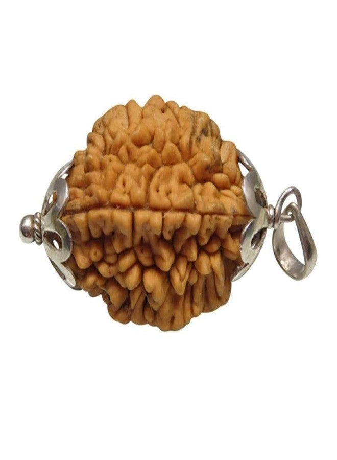 AARISH SAYA 2 Mukhi Rudraksha, Two Mukhi Kaju BEAD Certified/Original, Natural 2 Faced Rudraksha (Brown) AAA++ Quality with Certificate for Men & Women. 126 - Image 5