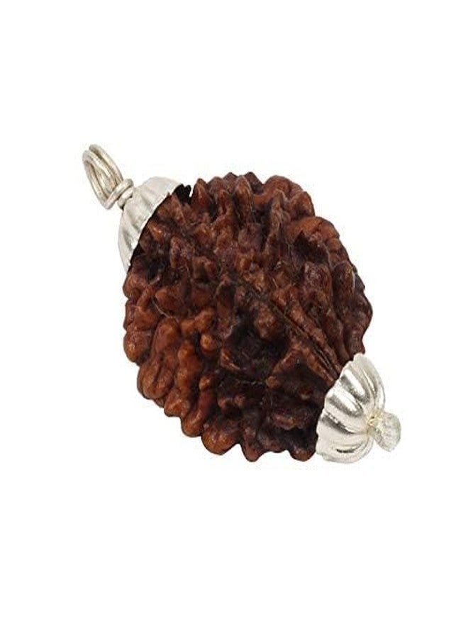 AARISH SAYA 2 Mukhi Rudraksha, Two Mukhi Kaju BEAD Certified/Original, Natural 2 Faced Rudraksha (Brown) AAA++ Quality with Certificate for Men & Women. 126 - Image 1