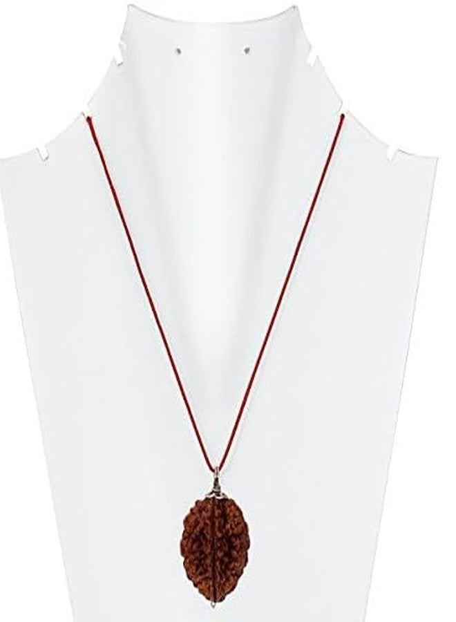 AARISH SAYA 2 Mukhi Rudraksha, Two Mukhi Kaju BEAD Certified/Original, Natural 2 Faced Rudraksha (Brown) AAA++ Quality with Certificate for Men & Women. 126 - Image 4