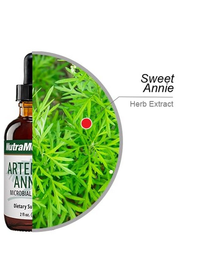 Nutramedix نوترا ميدكس أرتيميسيا أنوا - مكمل دعم المناعة لدعم الميكروبات الصحية + نشاط مضاد للأكسدة - مستخلص عشبة سويت آني (2 أونصة) - Image 3